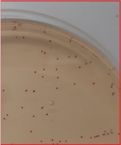 569+# CATC alap agar