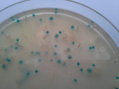 150+# TBX agar - Image 2