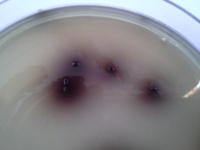 1410+# Kanamicin-aeszkulin-azid (KAA) agar - Image 2